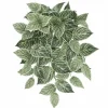 23" Philodendron Birkin Hanging Bush by Ashland®
