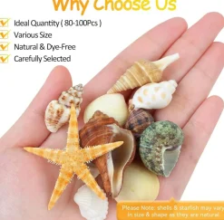 80+ Piece Natural Mixed Seashell & Starfish Set (0.5”–3”) – Ocean Shell Assortment for Crafts, DIY Projects, Beach Party Decor, Wedding Decorations, Fish Tank & Coastal Home Styling