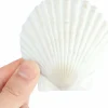 20-Piece Natural Scallop Shell Set (3”) – White Seashells for Crafts, DIY Projects, Painting, Baking, Beach Wedding & Coastal Home Decorations