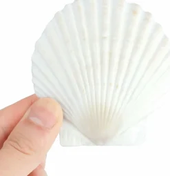 20-Piece Natural Scallop Shell Set (3”) – White Seashells for Crafts, DIY Projects, Painting, Baking, Beach Wedding & Coastal Home Decorations
