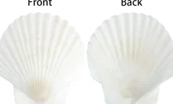 20-Piece Natural Scallop Shell Set (3”) – White Seashells for Crafts, DIY Projects, Painting, Baking, Beach Wedding & Coastal Home Decorations