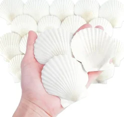 20-Piece Natural Scallop Shell Set (3”) – White Seashells for Crafts, DIY Projects, Painting, Baking, Beach Wedding & Coastal Home Decorations