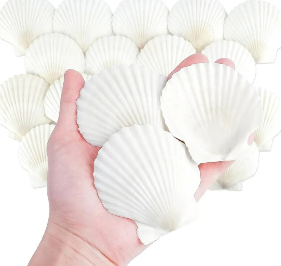 20-Piece Natural Scallop Shell Set (3”) – White Seashells for Crafts, DIY Projects, Painting, Baking, Beach Wedding & Coastal Home Decorations