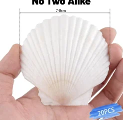 20-Piece Natural Scallop Shell Set (3”) – White Seashells for Crafts, DIY Projects, Painting, Baking, Beach Wedding & Coastal Home Decorations