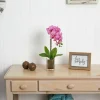 24" Pink Moth Orchid Arrangement in Vase