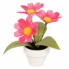 Pink Potted Micro Daisy Plant by Ashland®