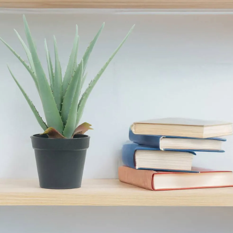 15" Potted Aloe Plant by Ashland®