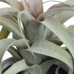 10.25" Potted Curly Air Plant by Ashland®