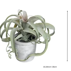 10.25" Potted Curly Air Plant by Ashland®