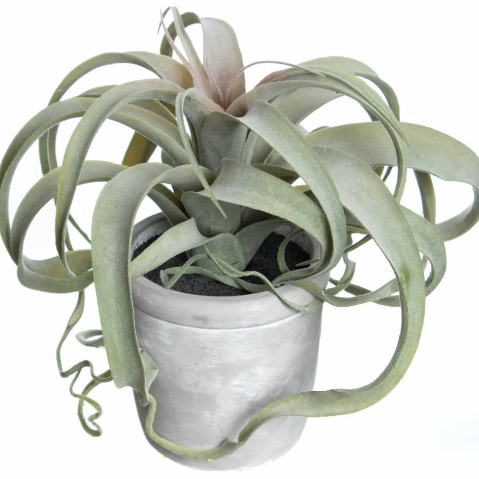 10.25" Potted Curly Air Plant by Ashland®