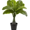 16" Potted Mini Banana Plant