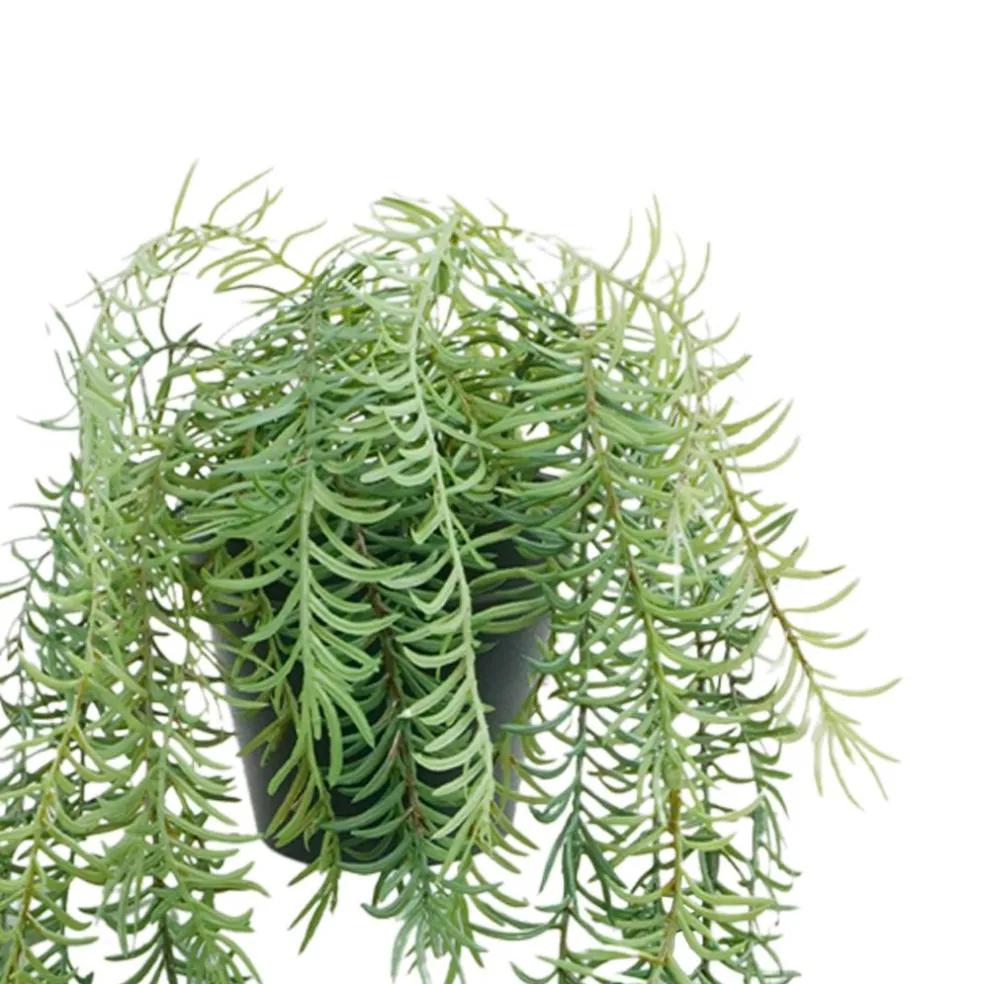18" Potted Rosemary Plant by Ashland®