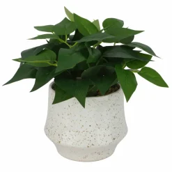 10" Premade Faux Plant in Speckled Ceramic Container by Ashland®
