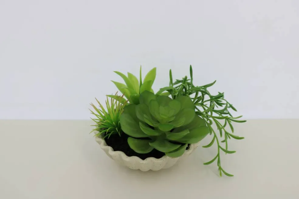 7" Premade Succulent Mix in Ceramic Ruffle Bowl by Ashland®