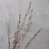 Pussy Willow Stem by Ashland®