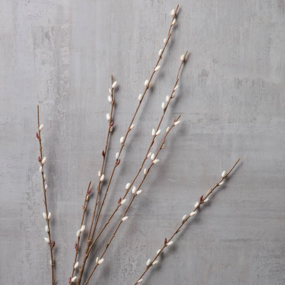 Pussy Willow Stem by Ashland®