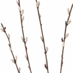 Pussy Willow Stem by Ashland®