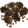 3qt. Pecan Caramel Scented Pinecones by Ashland®