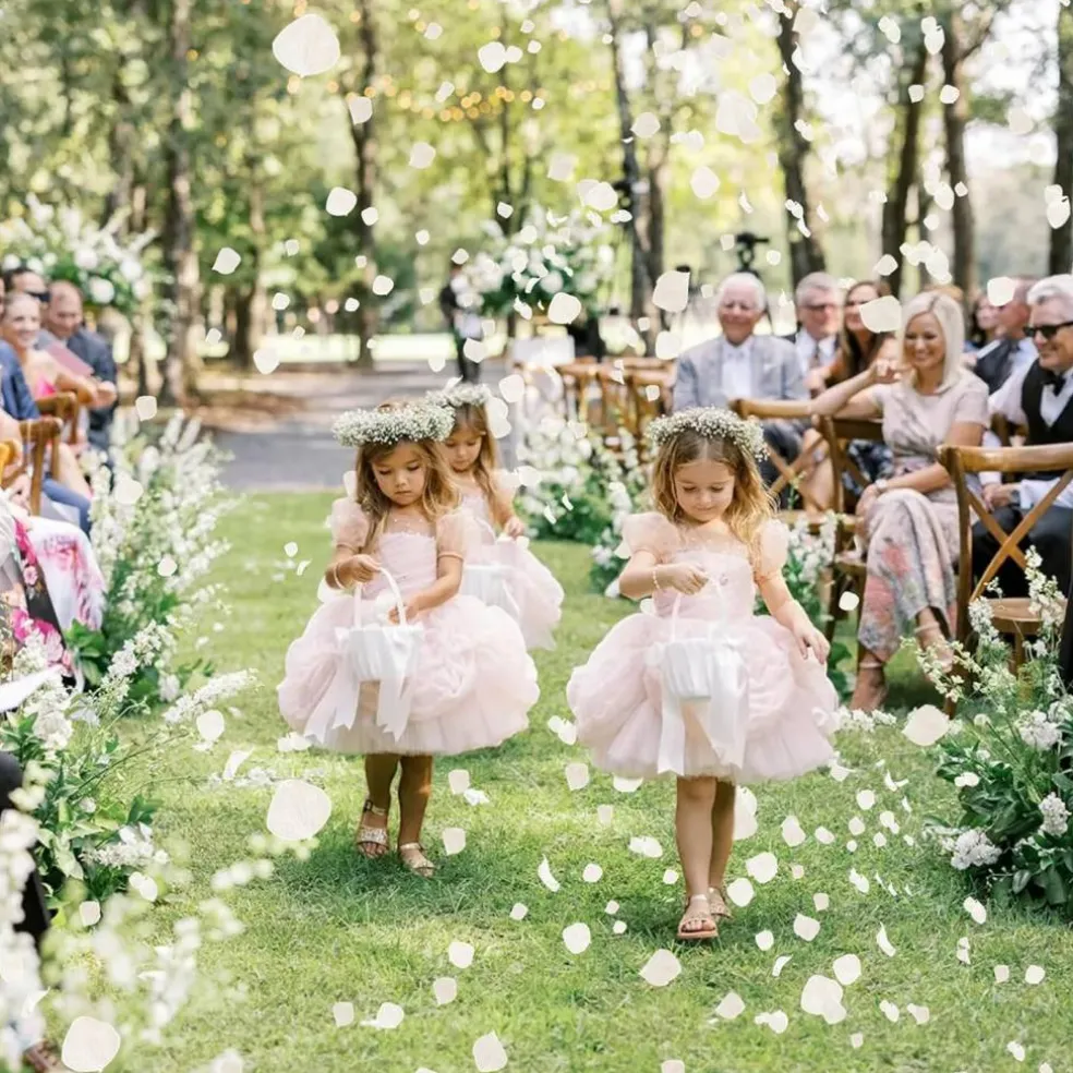 2500+ Real Dried Lvory White Hydrangea Petals