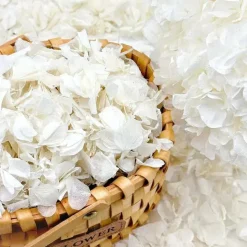 2500+ Real Dried Lvory White Hydrangea Petals