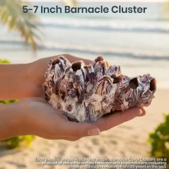 Real Purple Barnacle Cluster 5 to 7 inches Aquarium Ornament Piece for Decoration Natural Barnacle Cluster for Craft and Décor