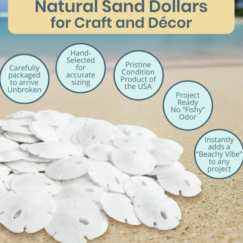 Real Sand Dollars Under 1" (100 Pack) – Sand Dollar Wall Art & Ornament Set – Beach Wedding Decor – Nautical Party Table Decor – Mini Shells for Crafts – Coastal Gifts