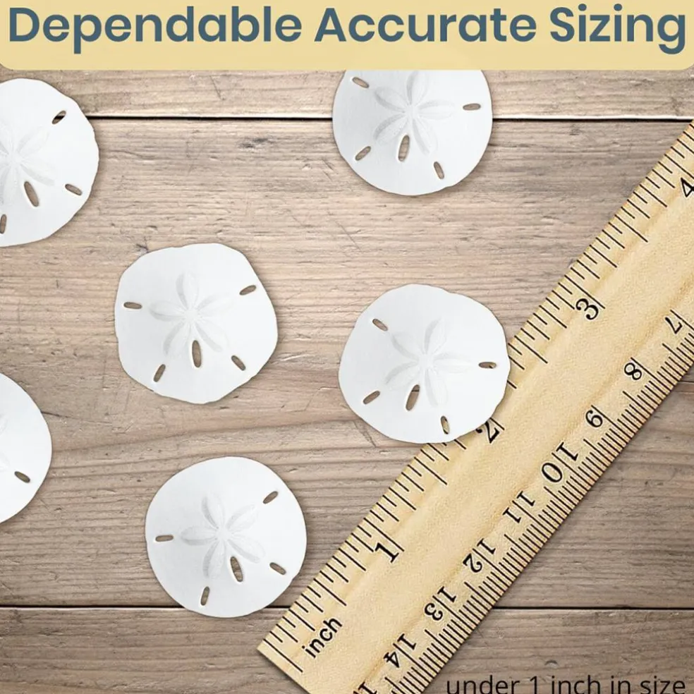 Real Sand Dollars Under 1" (100 Pack) – Sand Dollar Wall Art & Ornament Set – Beach Wedding Decor – Nautical Party Table Decor – Mini Shells for Crafts – Coastal Gifts