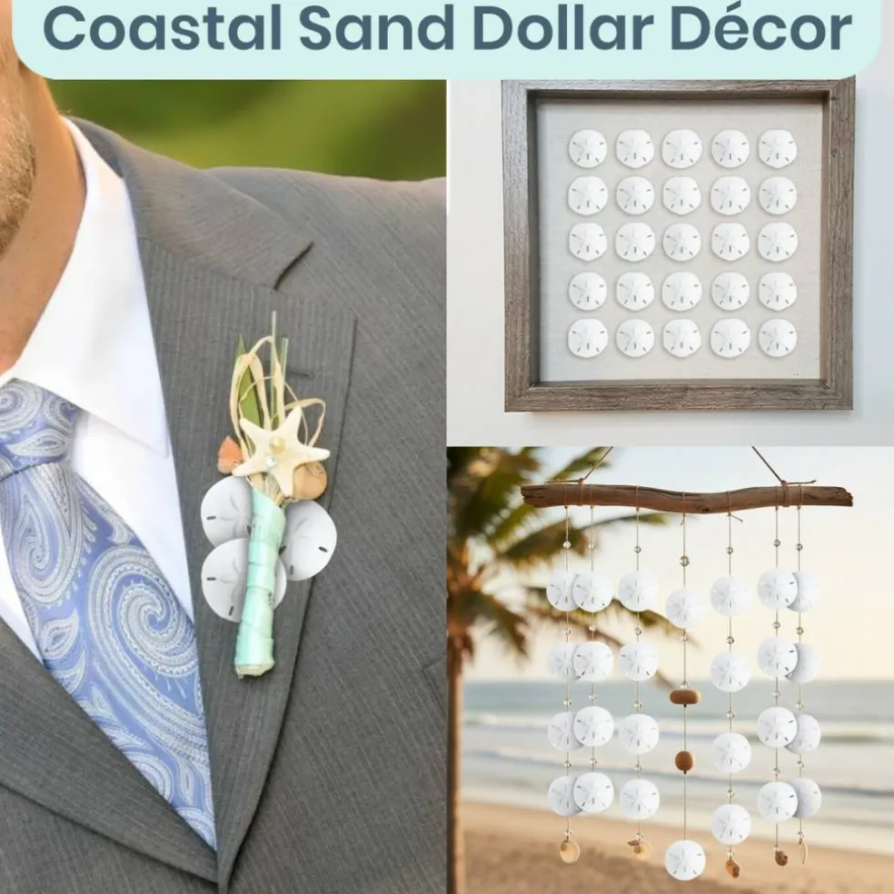 Real Sand Dollars Under 1" (100 Pack) – Sand Dollar Wall Art & Ornament Set – Beach Wedding Decor – Nautical Party Table Decor – Mini Shells for Crafts – Coastal Gifts