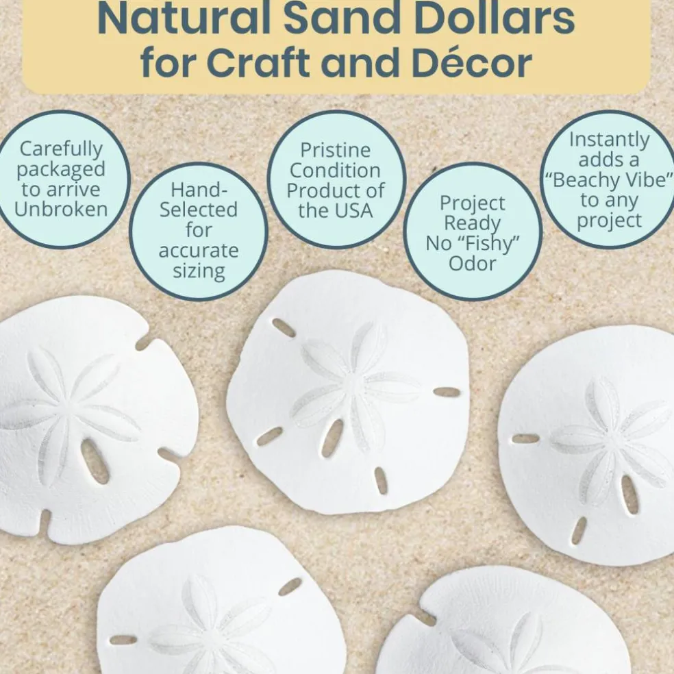 Sand Dollar Set of 200 Real Natural Sand Dollars Under 1" Small White Sand Dollar Shells
