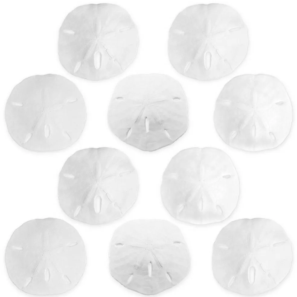 Sand Dollar Set of 10 Real Sand Dollars 3"-3 1/2" Sand Dollar Shells