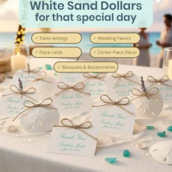 Sand Dollar Set of 10 Real Sand Dollars 3