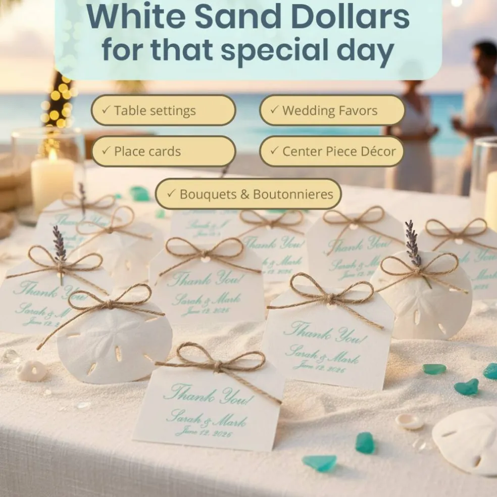Sand Dollar Set of 10 Real Sand Dollars 3"-3 1/2" Sand Dollar Shells