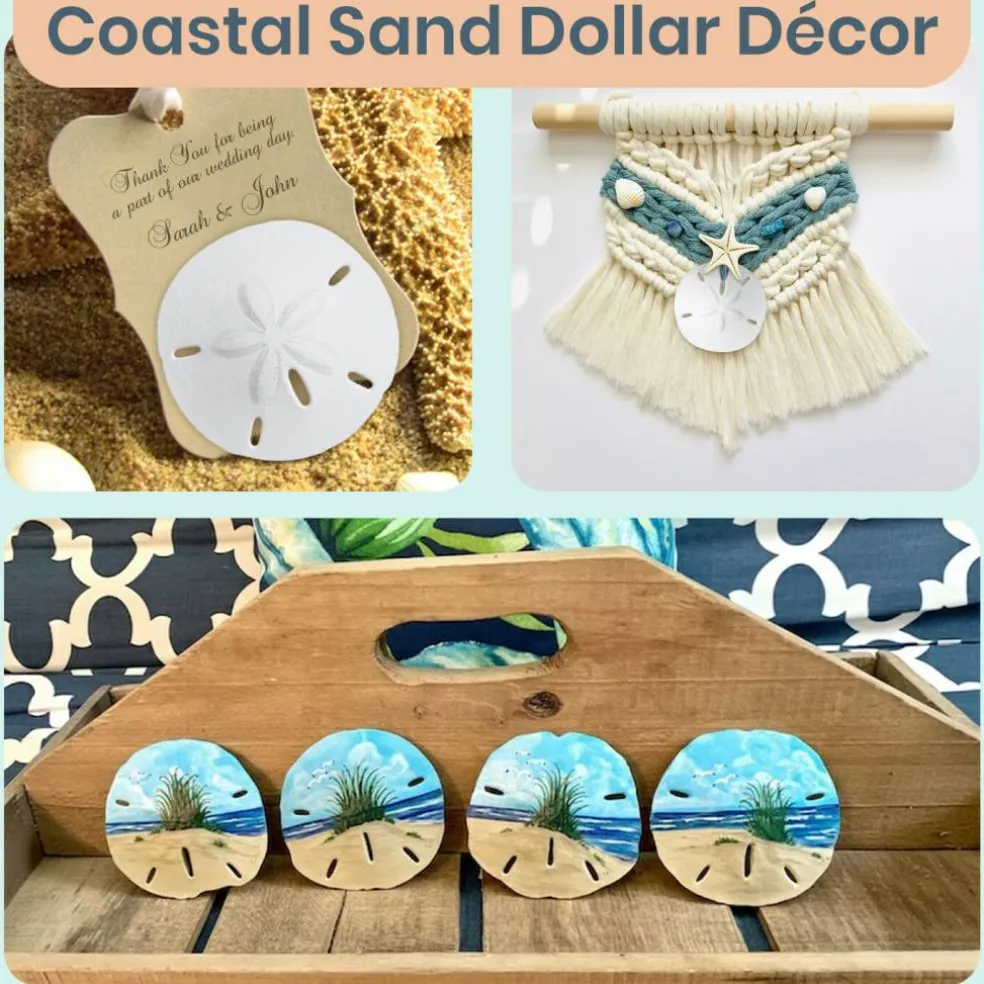 Sand Dollar Set of 12 Real Sand Dollars 2 1/2" to 3" Sand Dollar Shells