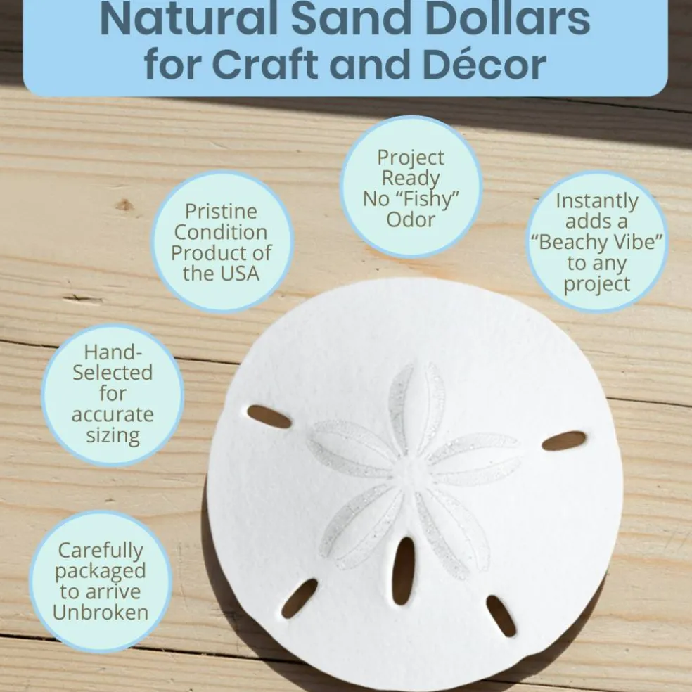 Sand Dollar Set of 12 Real Sand Dollars 2 1/2" to 3" Sand Dollar Shells