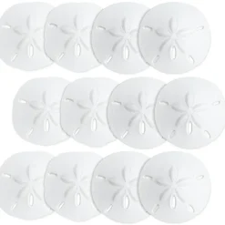 Sand Dollar Set of 12 Real Sand Dollars 2 1/2