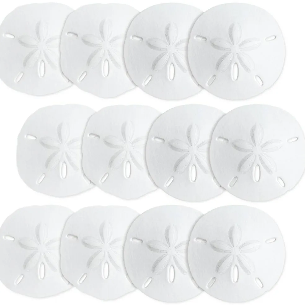 Sand Dollar Set of 12 Real Sand Dollars 2 1/2" to 3" Sand Dollar Shells