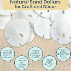 Sand Dollar Set of 50 Real Sand Dollars .5