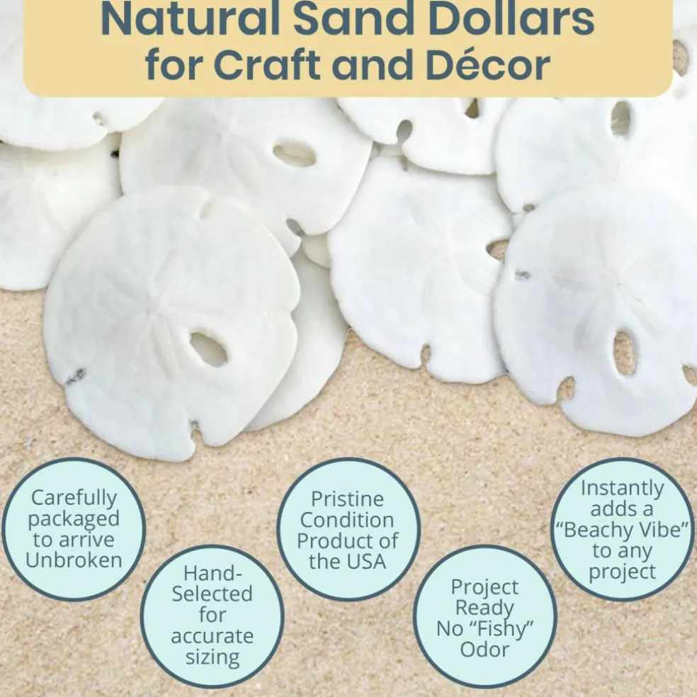Sand Dollar Set of 50 Real Sand Dollars .5" - .75" Sand Dollar Shells