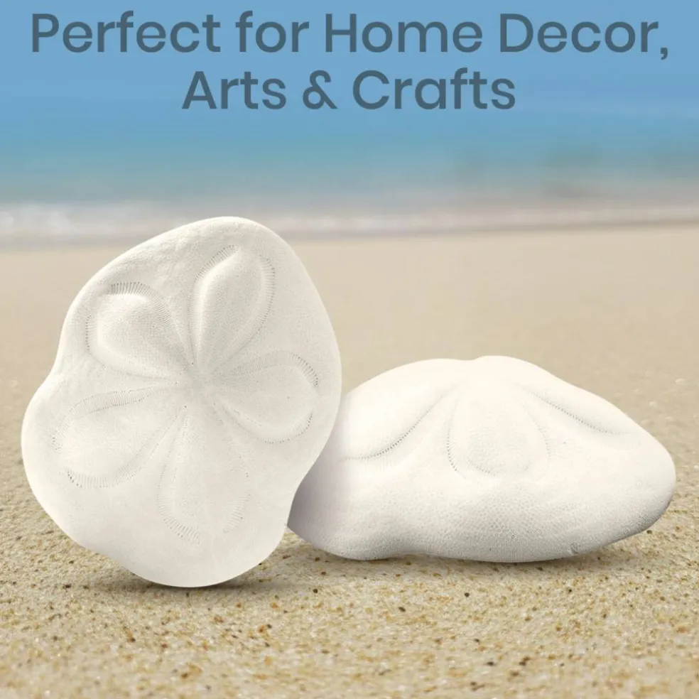 Sea Biscuits Large Real Sea Biscuits 4 to 5 inches Set of 2 Sand Sea Biscuits