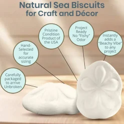 Sea Biscuits Large Real Sea Biscuits 4 to 5 inches Set of 2 Sand Sea Biscuits