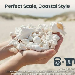 Seashell Mix 2 Pounds of White Decorative Seashell Mix for Crafts and Decor