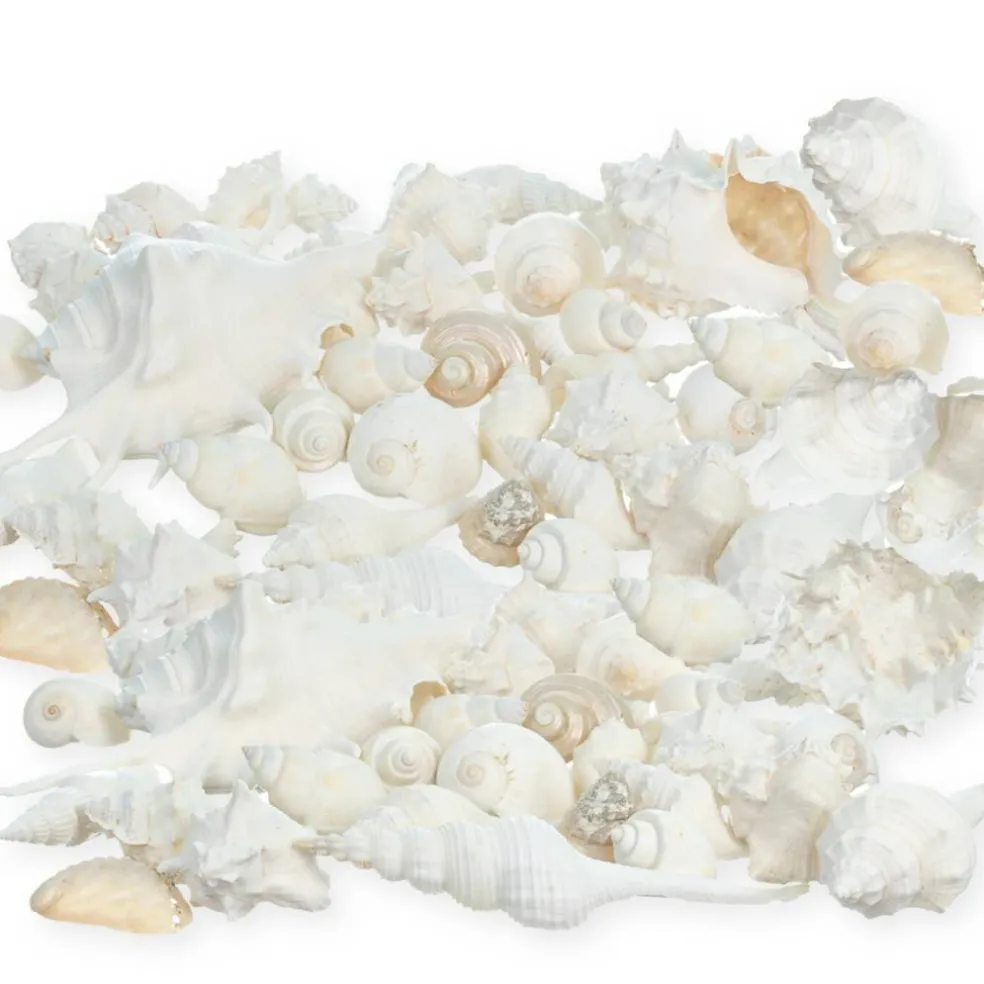 Seashell Mix 2 Pounds of White Decorative Seashell Mix for Crafts and Decor