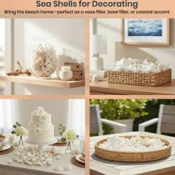 Seashell Mix 2 Pounds of White Decorative Seashell Mix for Crafts and Decor