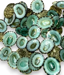Sea Shells for Crafting, 40pcs of Small Shells 0.5" to 1" inch Green Limpet Seashells for Crafts, Decoration & Coastal Décor