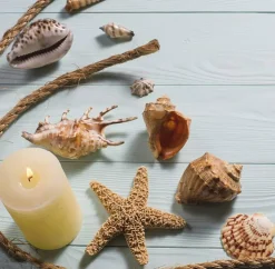 Sea Shells Mixed Beach Seashells 20 Kinds, 1.5"-5.5" Various Sizes Large Ocean Shells Conch 2 Kinds Natural Starfish for Decorating Beach Theme Party Fish Tank Filling Home Decor Wedding