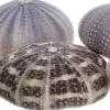 Sea Urchin Collection 5 Assorted Sea Urchins for Craft and Decor