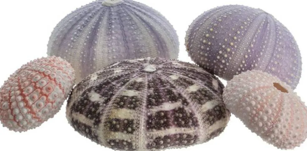 Sea Urchin Collection 5 Assorted Sea Urchins for Craft and Decor