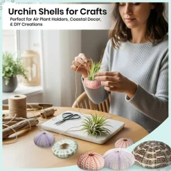 Sea Urchin Collection 5 Assorted Sea Urchins for Craft and Decor