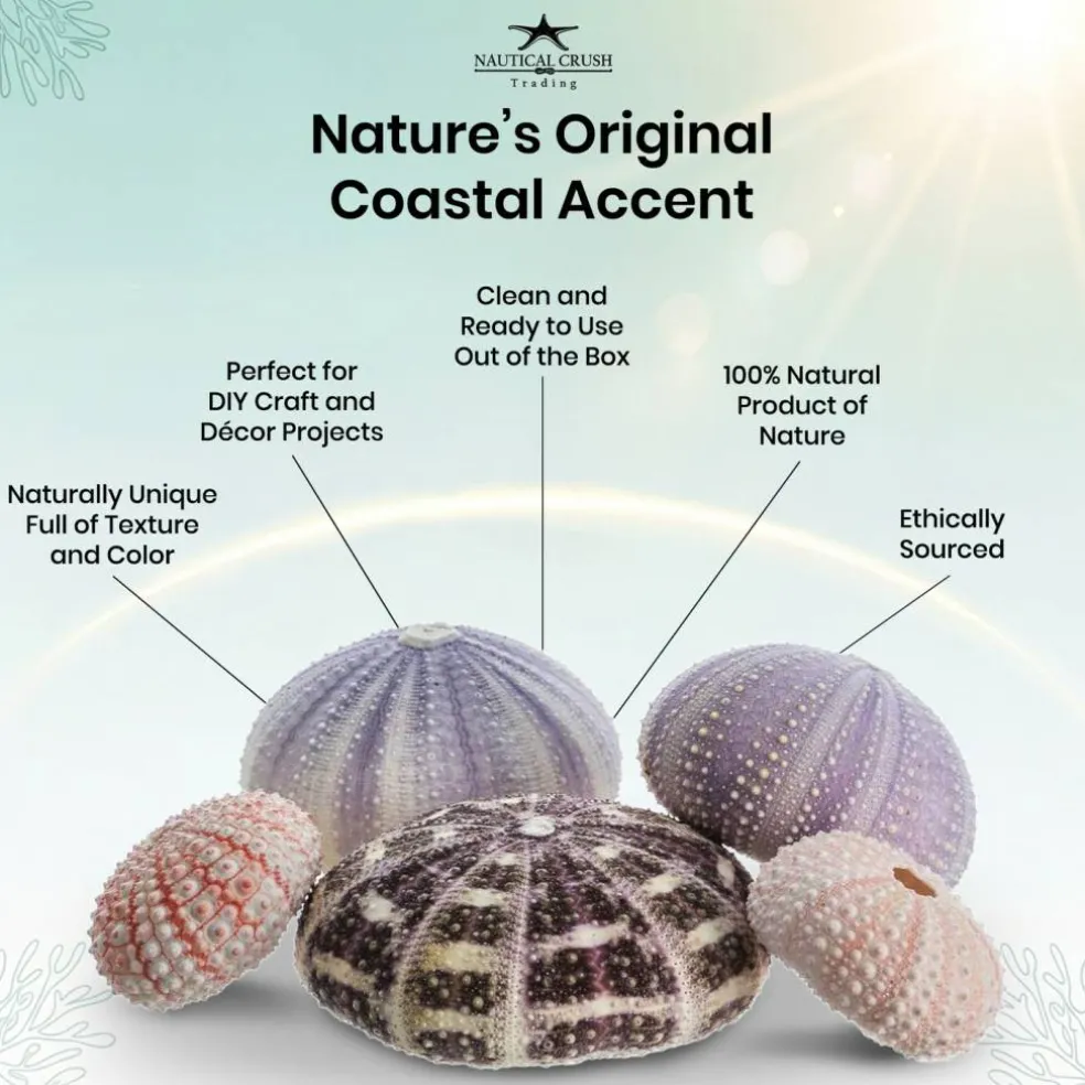 Sea Urchin Collection 5 Assorted Sea Urchins for Craft and Decor