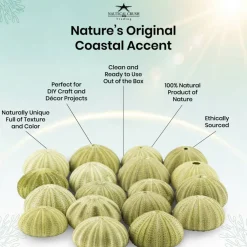 Sea Urchin 18 Green Sea Urchins 1.5-2.5" Green Sea Urchin Shells for Craft and Décor
